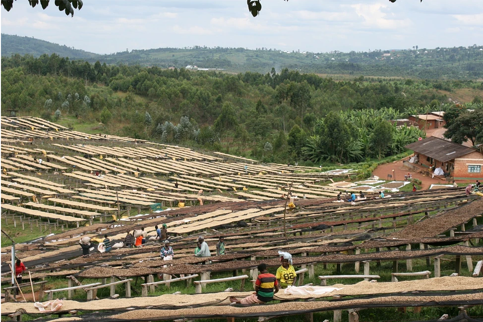 Purchase Burundi COE 2018 coffee with flavors of 