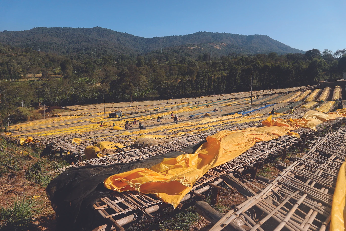 Purchase Adola Samii coffee with flavors of Tasting Notes: Mango, Lemon, Lavender