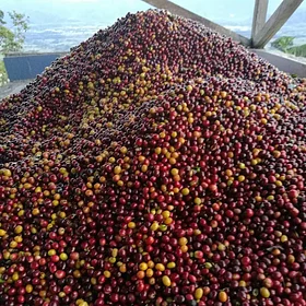 Purchase Caturra Syrup coffee with flavors of Caramel, Almond, Floral, Citrus