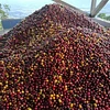 Purchase Caturra Syrup coffee with flavors of Caramel, Almond, Floral, Citrus