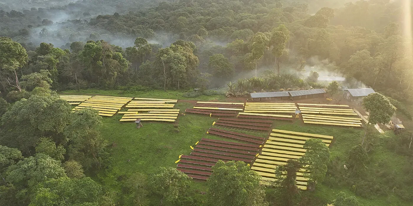 Aerial view of coffee drying beds beside forest at Bitta Farm