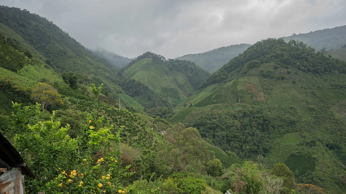 Purchase Guadalupe #2 coffee with flavors of Tasting Notes: Delicate, Orange, Red Currant