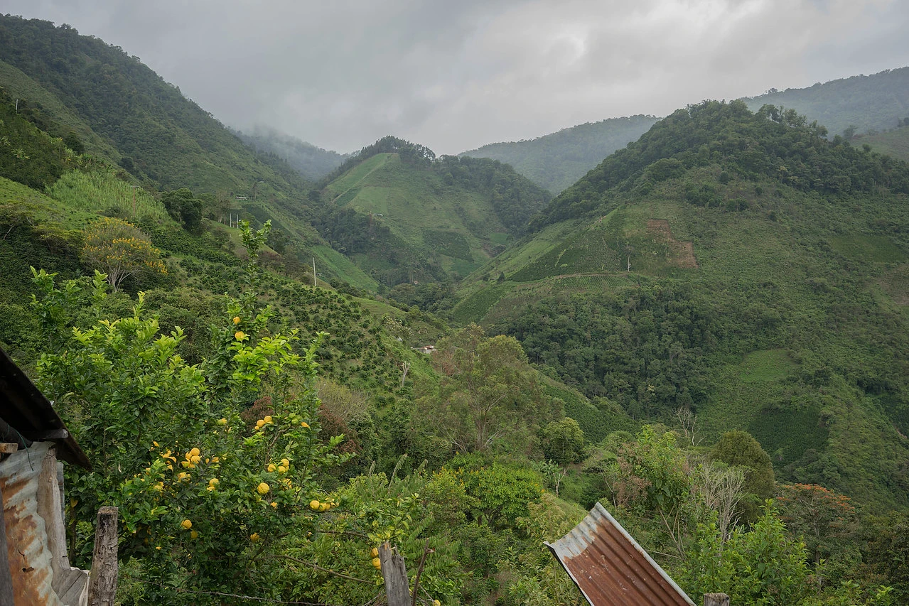 Purchase Guadalupe #2 coffee with flavors of Tasting Notes: Delicate, Orange, Red Currant