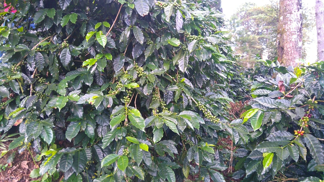 Purchase Orion coffee with flavors of Raspberry, Grapefruit, Dry