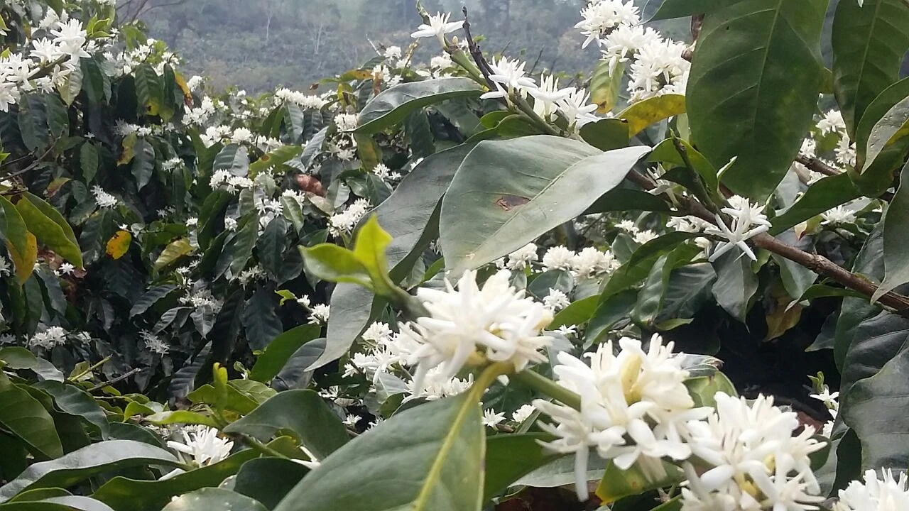 Purchase Las Barrancas coffee with flavors of Vanilla, Melon, Caramel