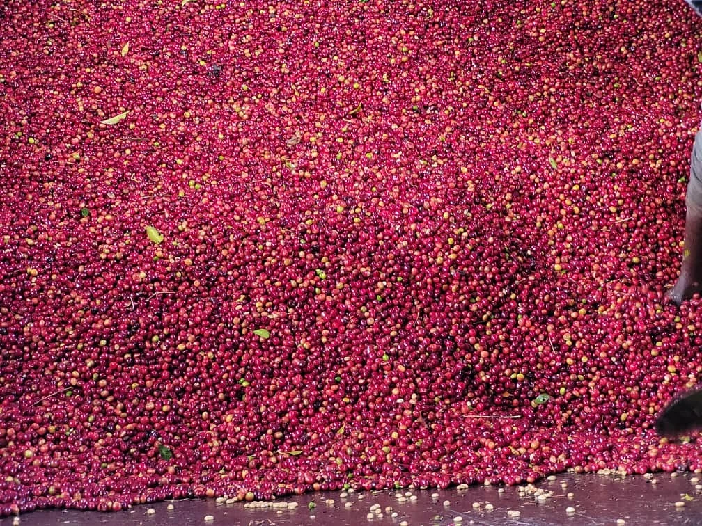 Purchase Classic: Riripa #2 coffee with flavors of Citrus, Floral, Black Tea