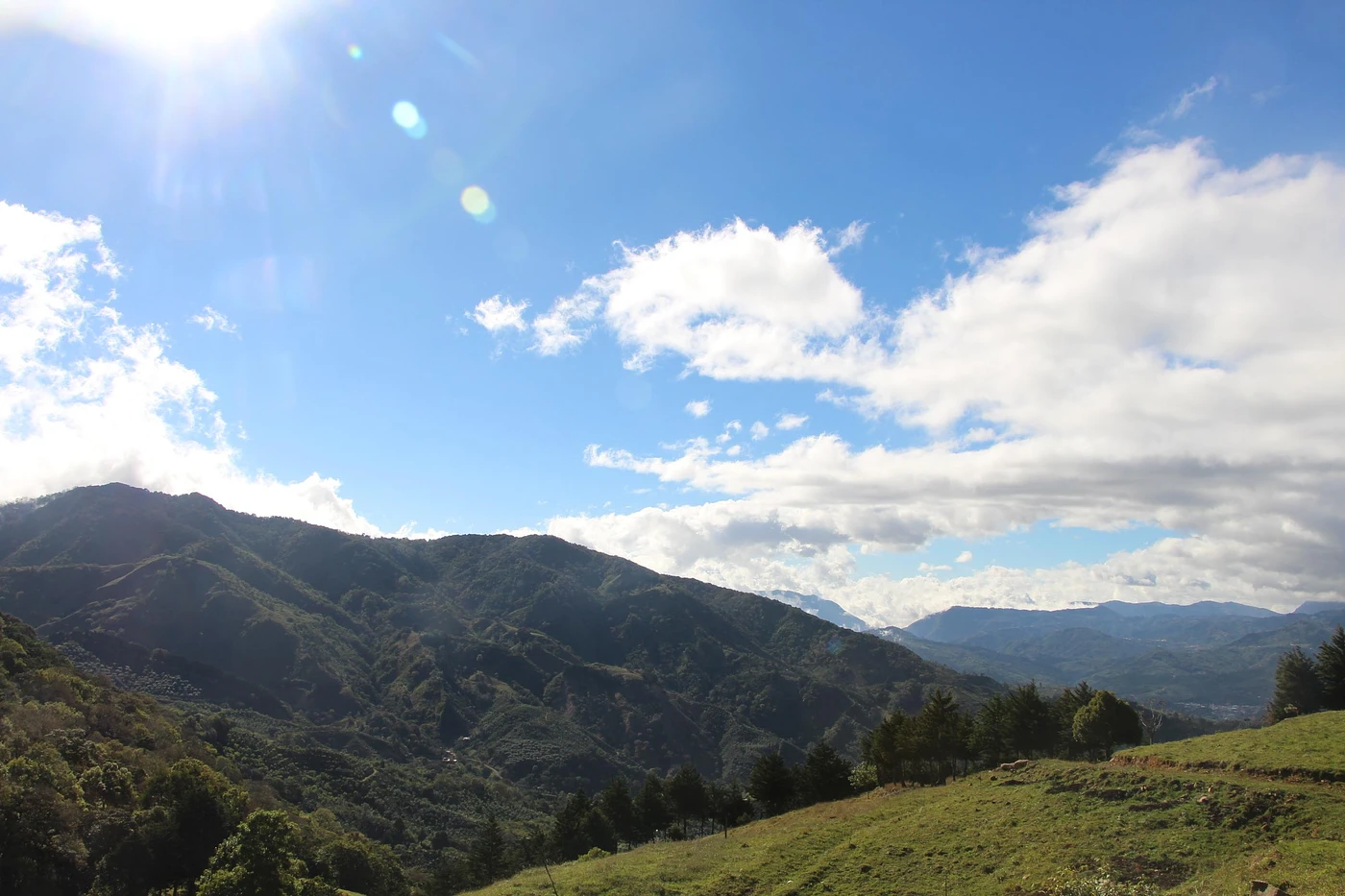 Purchase Tasting Series: Santa Teresa Geisha coffee with flavors of Tropical Fruit, Strawberry, Floral, Passion Fruit