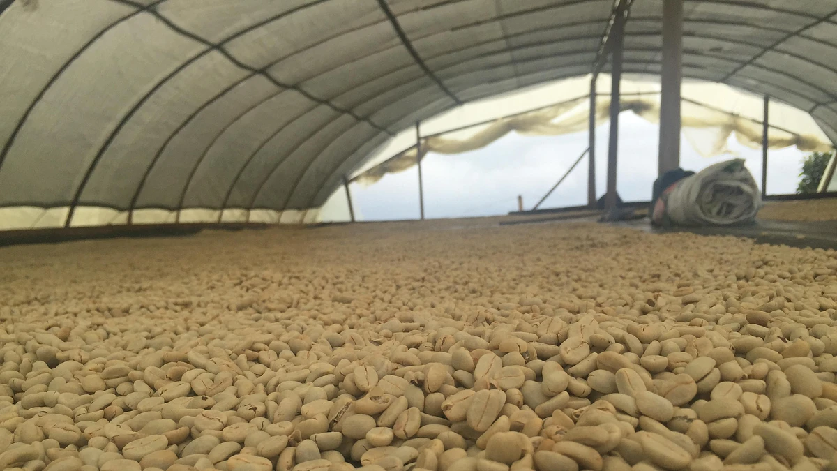 Purchase Classic: El Progreso coffee with flavors of Honey, Berry, Black Currant