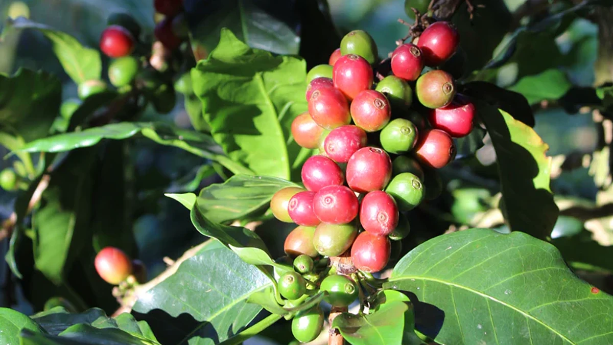 Chirosos de San Carlos '26