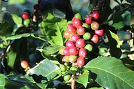 Chirosos de San Carlos '26