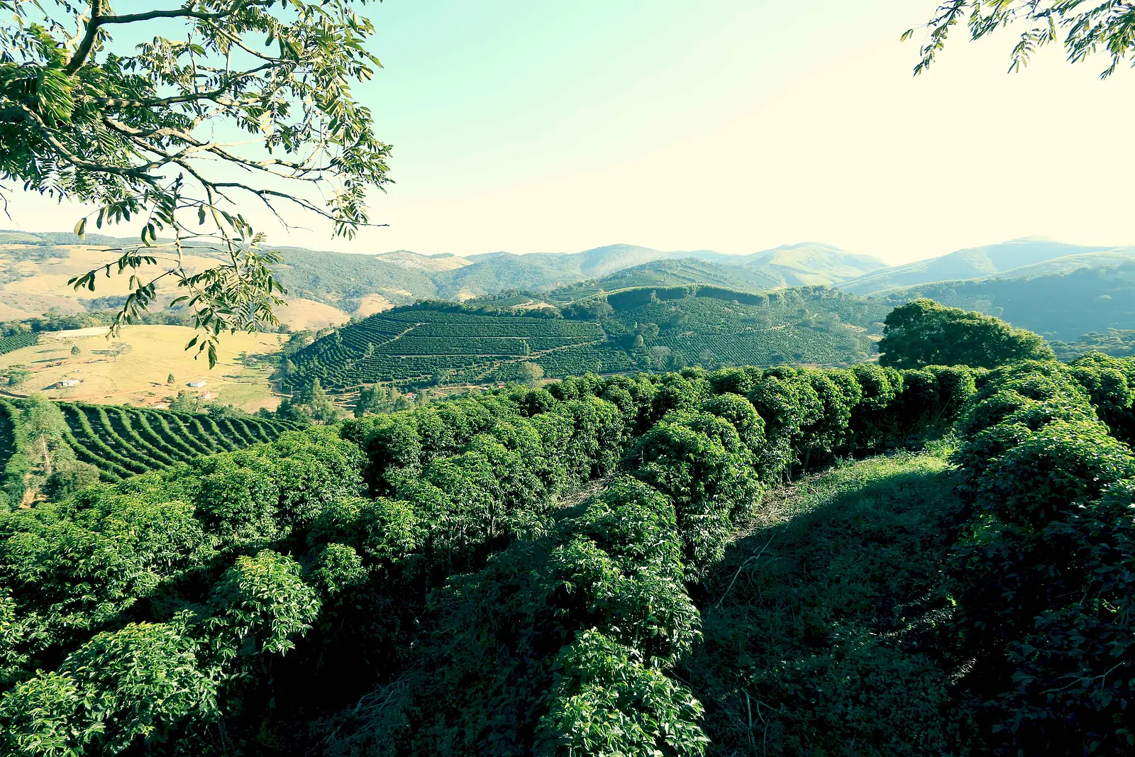 Coffee origin Brazil