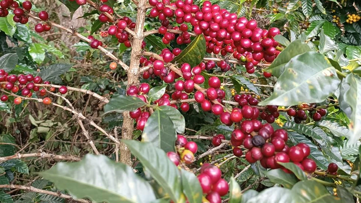 Purchase Huver Castillo coffee with flavors of Amaretto, Cherry, Chocolate