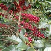 Purchase Huver Castillo coffee with flavors of Amaretto, Cherry, Chocolate