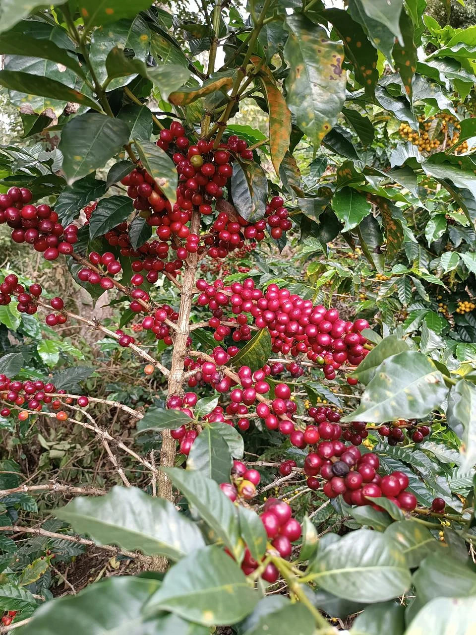 Purchase Huver Castillo coffee with flavors of Amaretto, Cherry, Chocolate