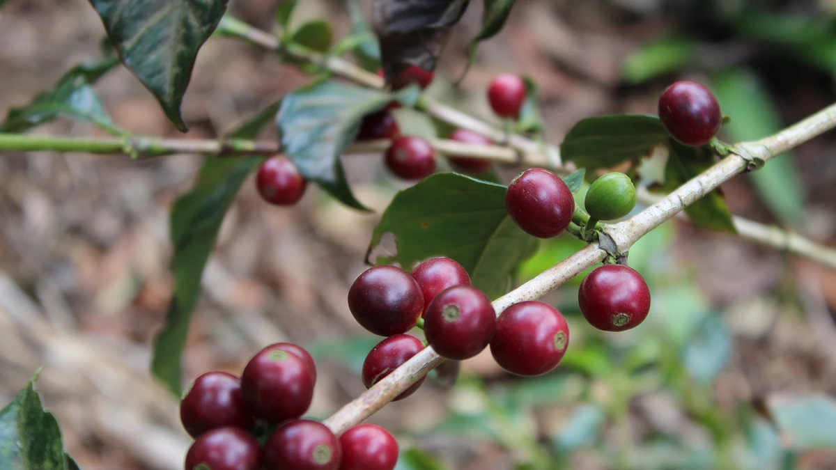 CAFESCOR Select Decaf