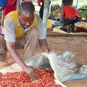 Purchase Gathaithi PB coffee with flavors of Blackcurrant, Tomato, Citrus