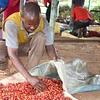 Purchase Gathaithi PB coffee with flavors of Blackcurrant, Tomato, Citrus