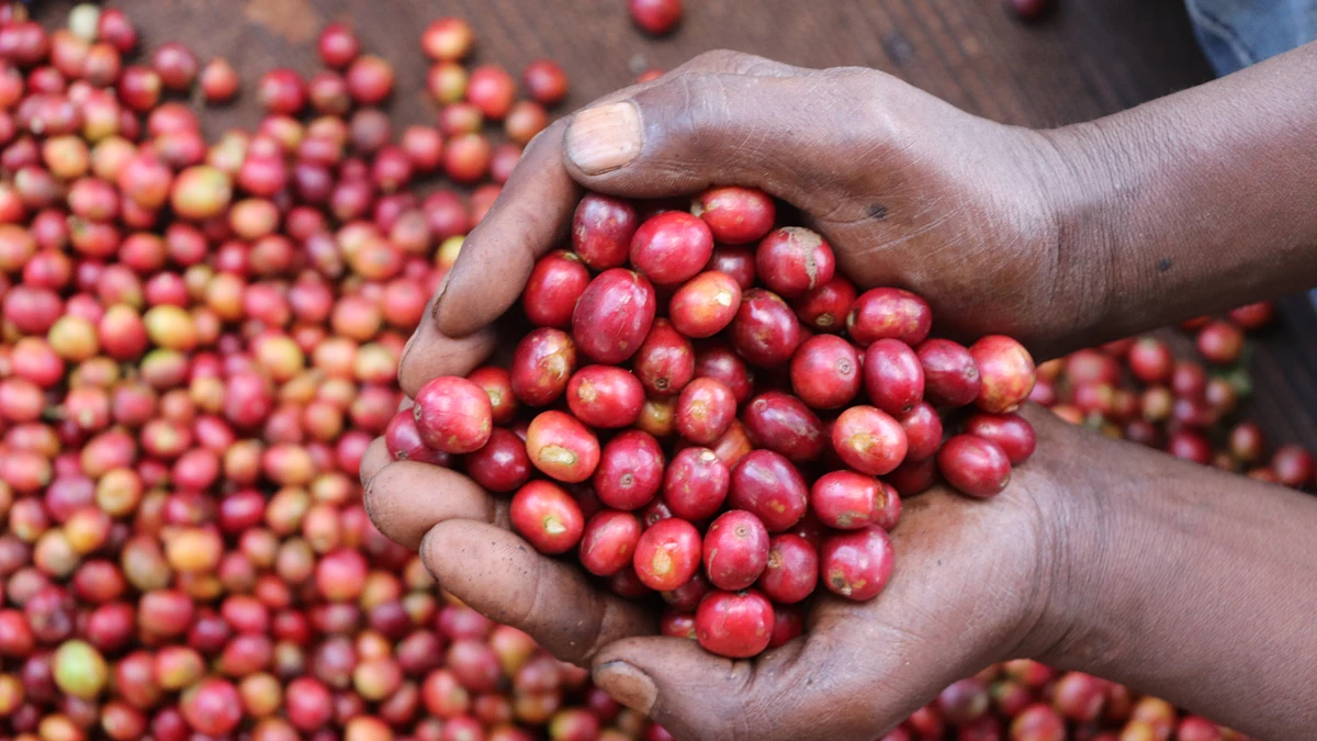 Purchase Gathaithi PB coffee with flavors of Blackcurrant, Tomato, Citrus