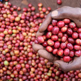 Purchase Gathaithi PB coffee with flavors of Blackcurrant, Tomato, Citrus