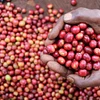 Purchase Gathaithi PB coffee with flavors of Blackcurrant, Tomato, Citrus