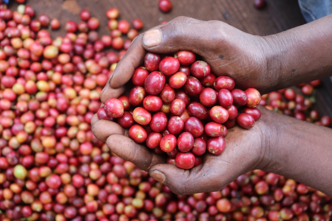 Purchase Gathaithi PB coffee with flavors of Blackcurrant, Tomato, Citrus