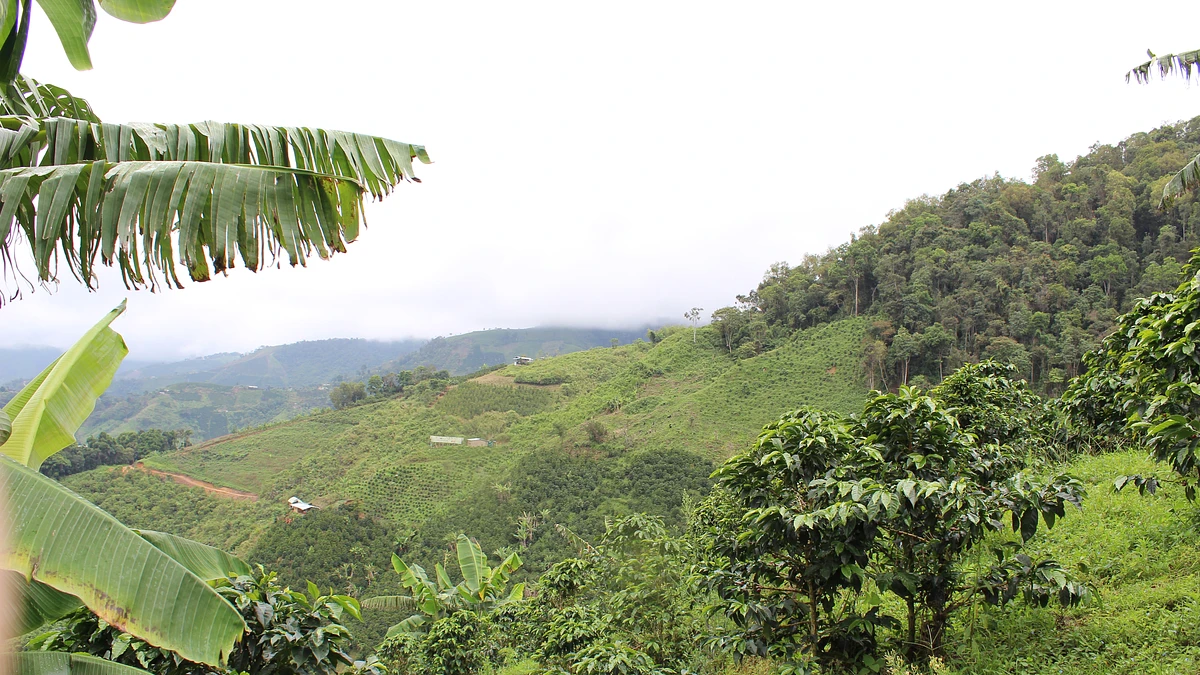 Bellavista