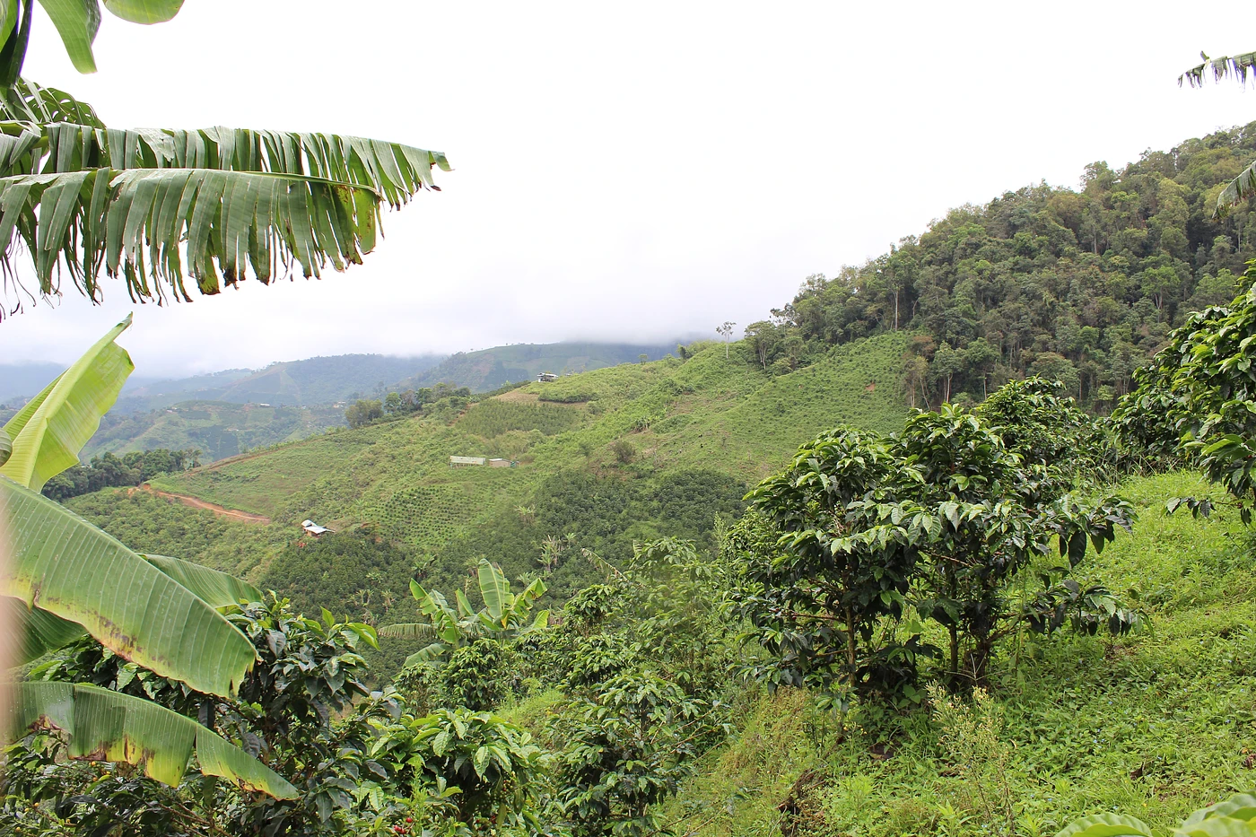Purchase Bellavista coffee with flavors of Tasting Notes: Peach, Nougat, Floral