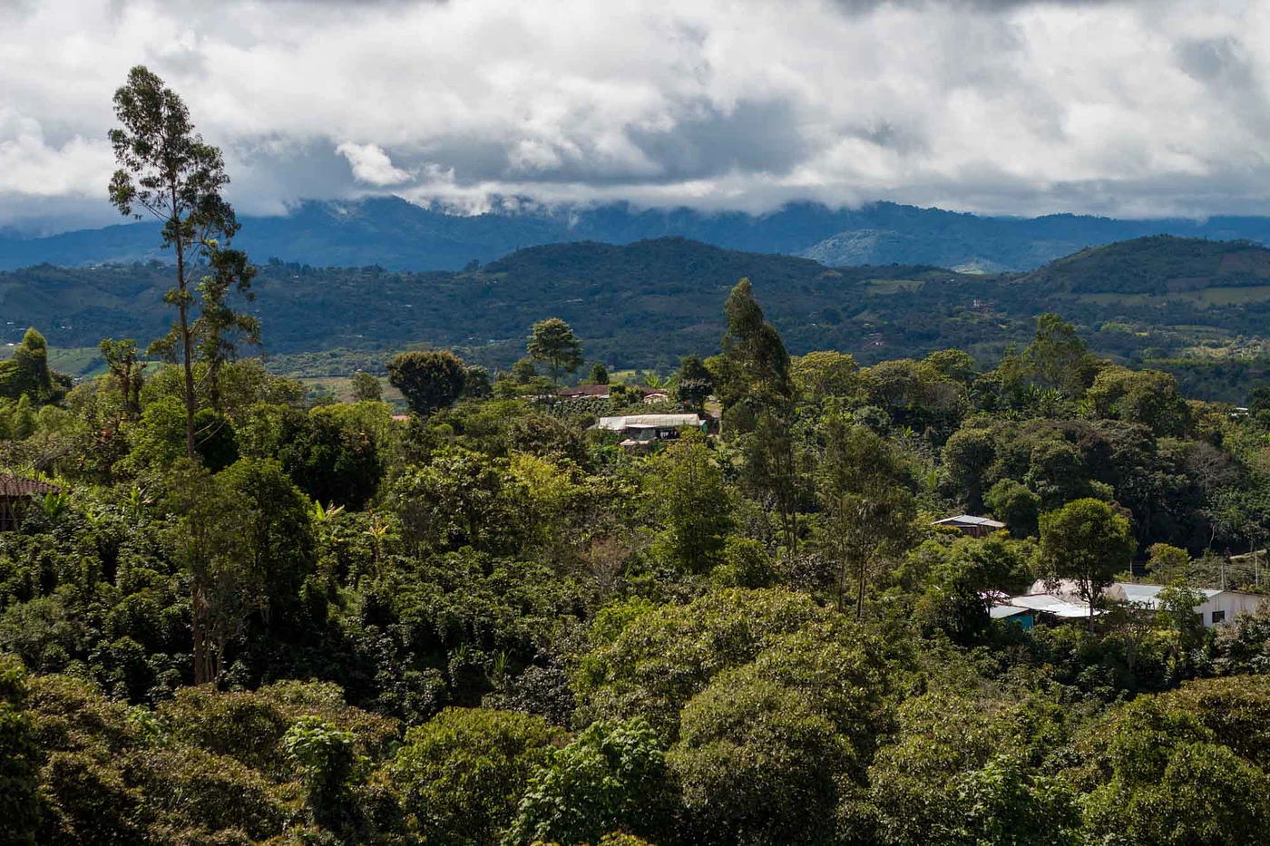 Purchase Classic: Magdalena  coffee with flavors of Chocolate, Herbal, Citrus