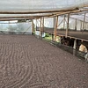 Purchase El Diviso '26 coffee with flavors of Rosemary, Nectarine, Lime, Honeycomb