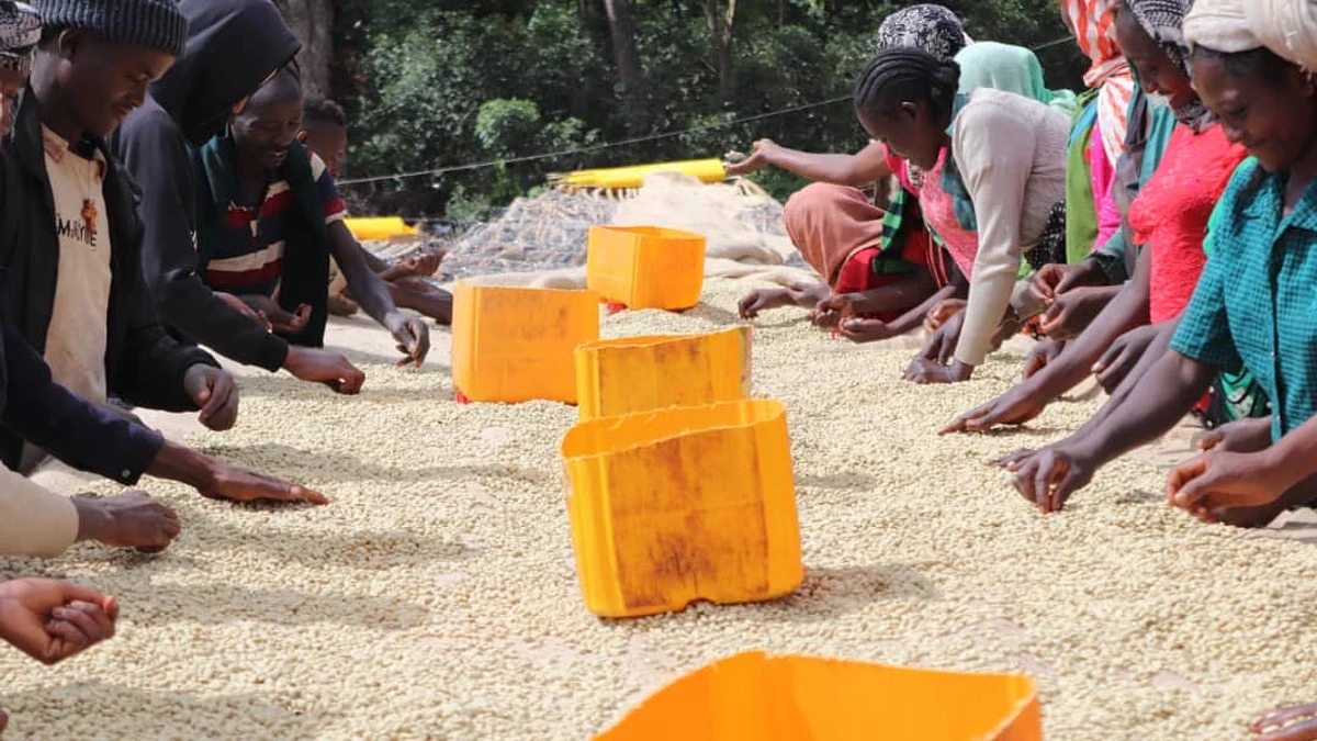 Purchase Layo Teraga coffee with flavors of Honey, Jasmine, Peach