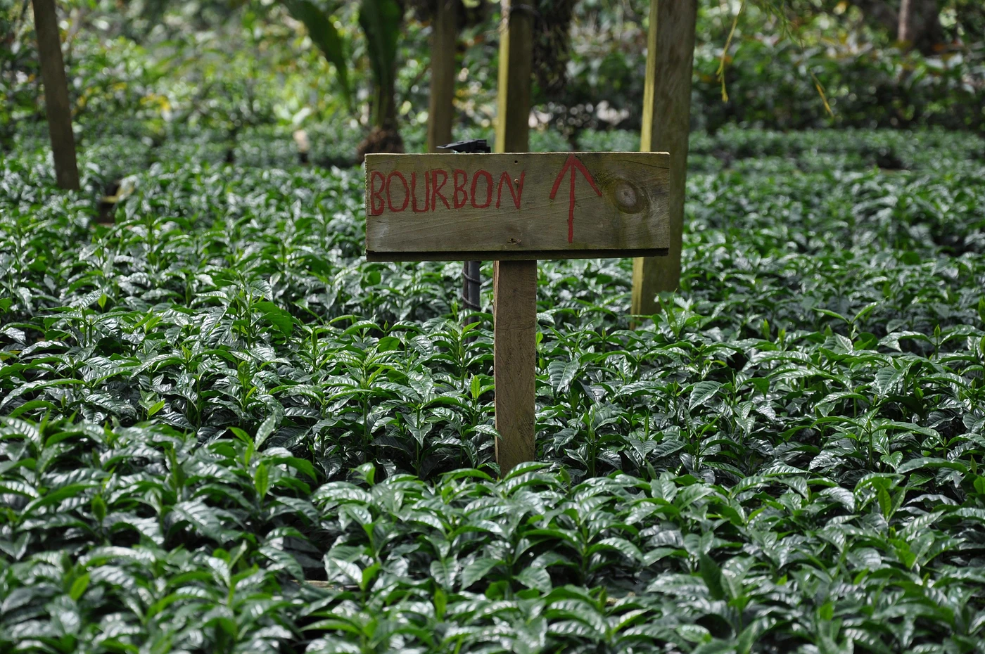 Purchase Santa Julia coffee with flavors of Tasting Notes: Milk Chocolate, Red Grape, Almond