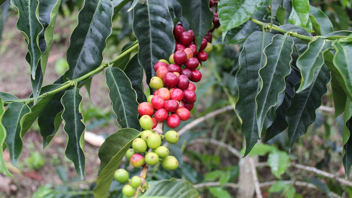 Tasting Series: Los Alpes