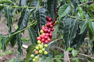 Tasting Series: Los Alpes