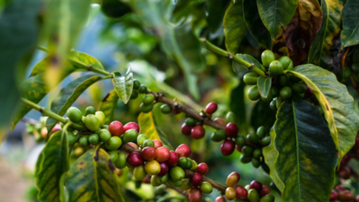 Purchase  La Ermita Microlot coffee with flavors of  Chocolate, Toffee, Berries