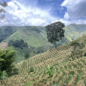 Purchase Black Condor '26 coffee with flavors of Almond, Caramel, Red Fruits