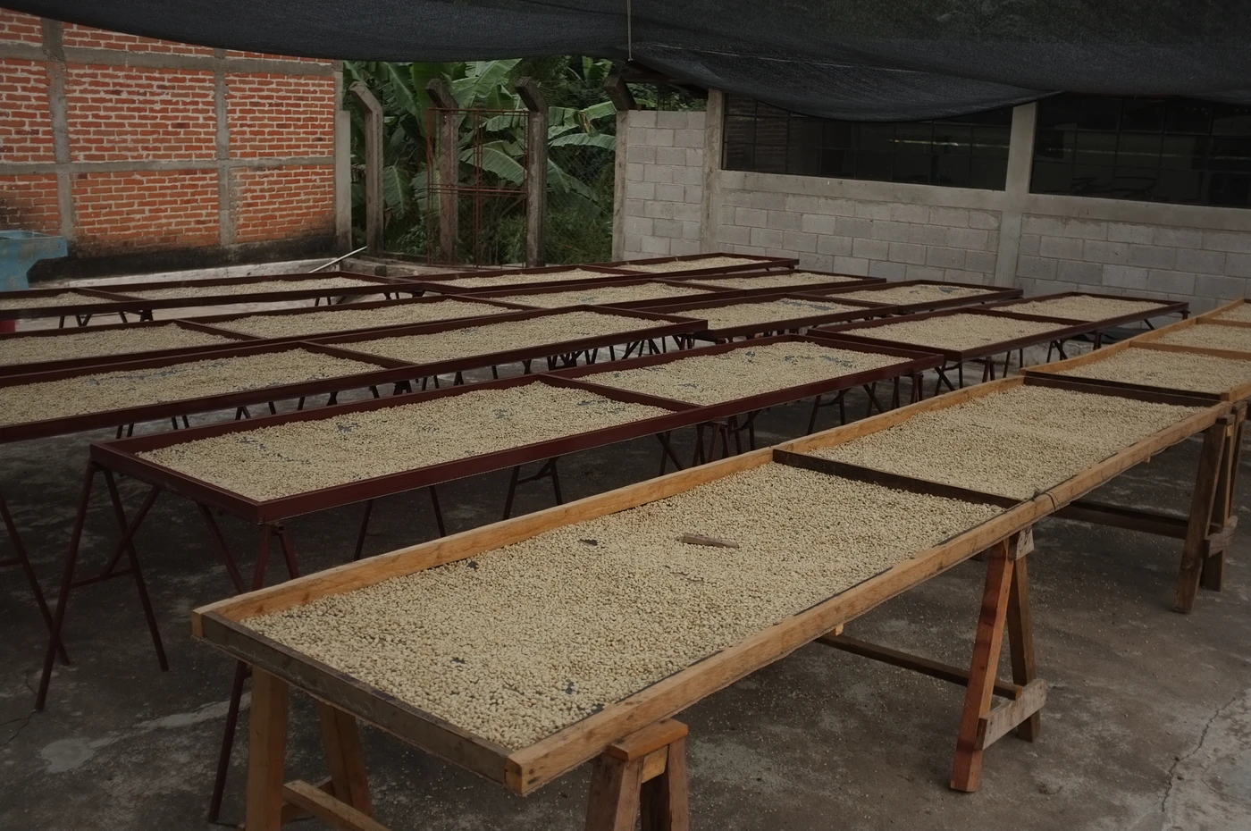 Purchase Classic: Waykan coffee with flavors of Chocolate, Cola Spice, Cherry