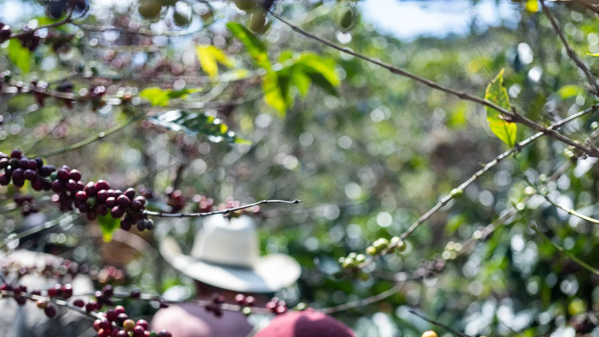 Purchase Fincas Las Chicharras coffee with flavors of Cranberry, Graham Cracker, Red Currant