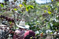 Fincas Las Chicharras