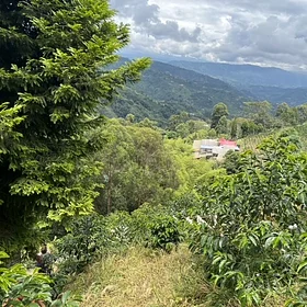 Purchase El Diviso '26 coffee with flavors of Rosemary, Nectarine, Lime, Honeycomb