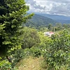 Purchase El Diviso '26 coffee with flavors of Rosemary, Nectarine, Lime, Honeycomb