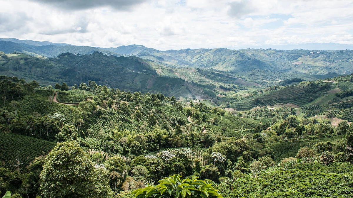 Purchase La Falda coffee with flavors of Cocoa, Fruit Punch, Smooth