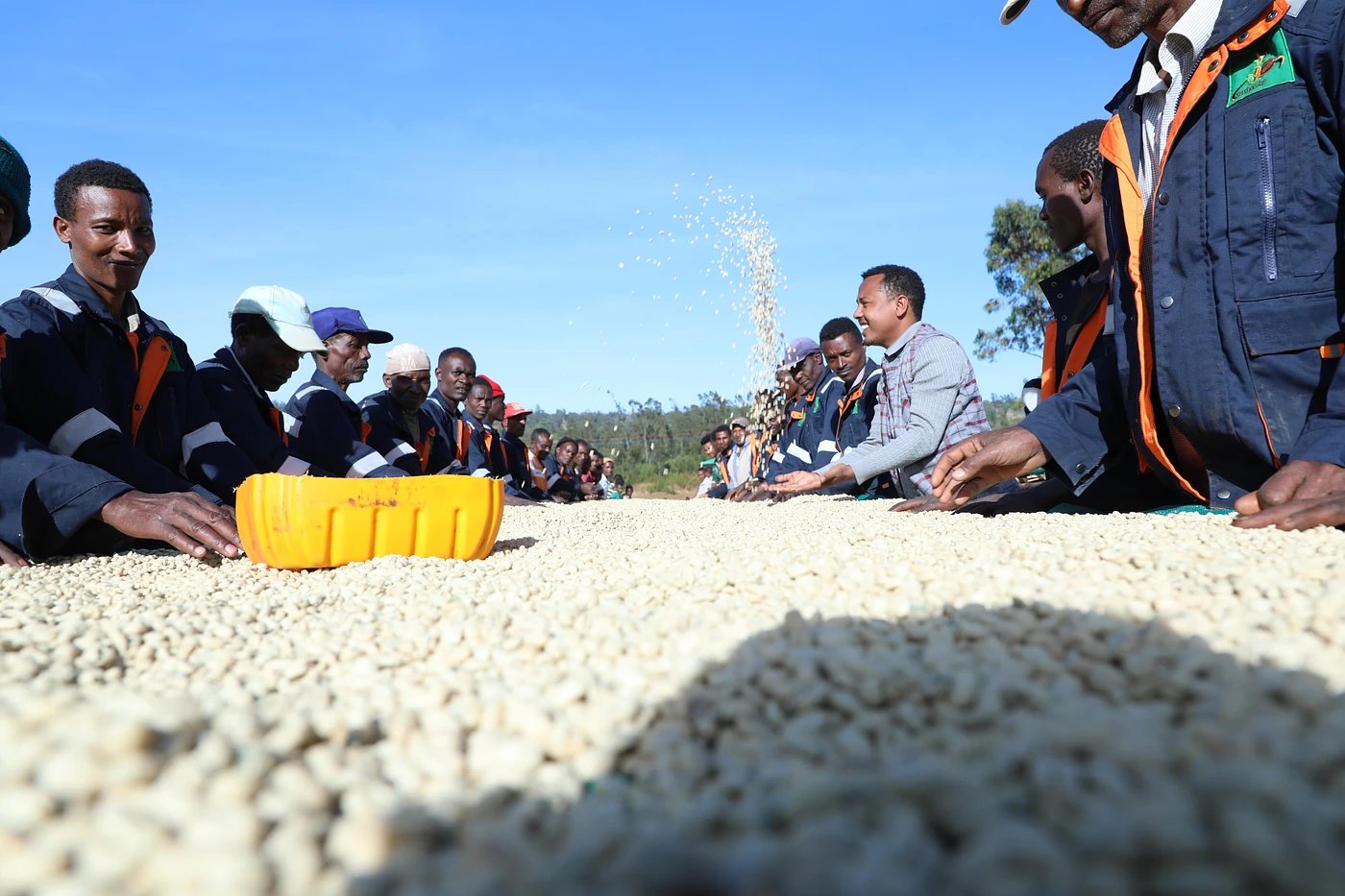 Purchase Uraga Samii coffee with flavors of Peach, Lemon, Black Tea