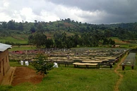 Buziraguhindwa Shade #2