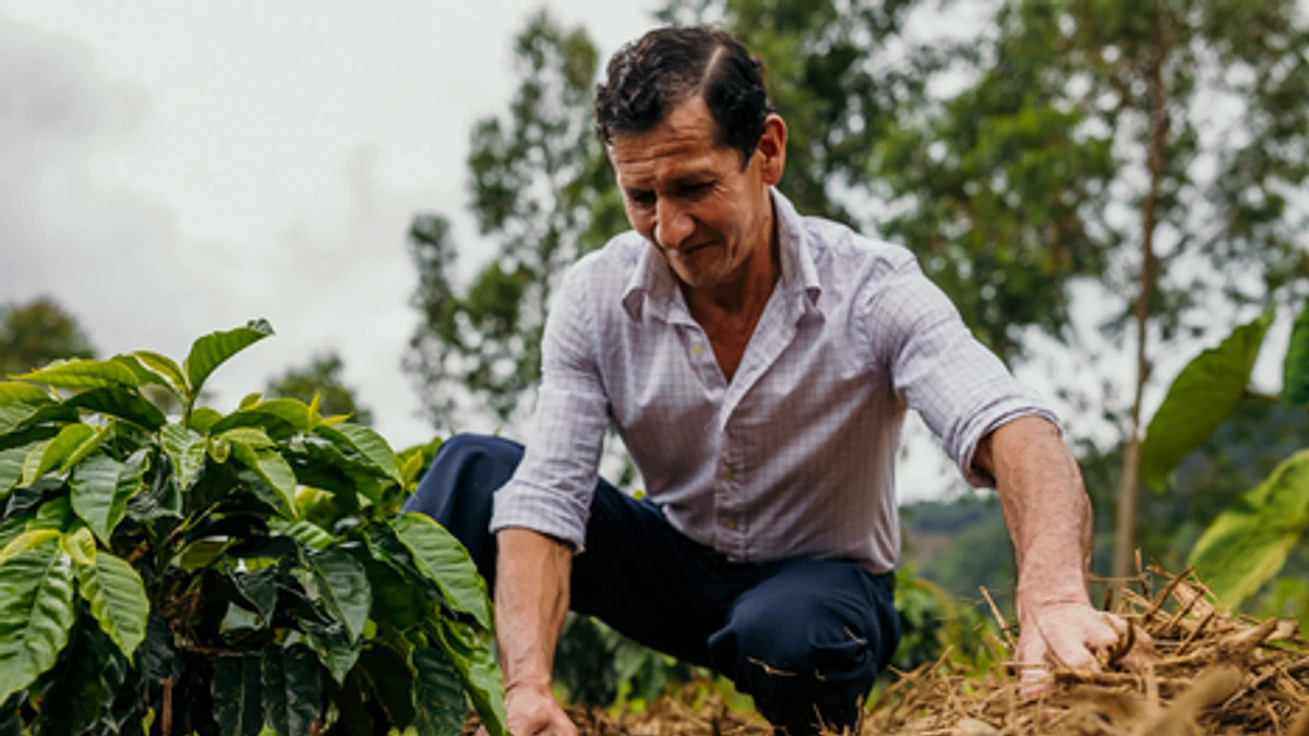 Purchase Valle La Naranja coffee with flavors of Dark Chocolate, Lime, Plum