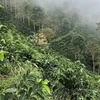 Purchase Gesha Rose Garden coffee with flavors of Strawberry, Papaya, Tea Rose