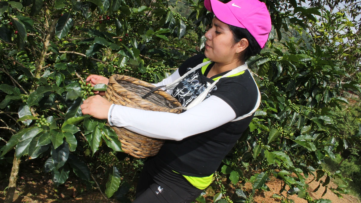 Classic: Sumac Warmi