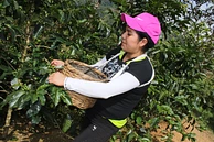 Classic: Sumac Warmi