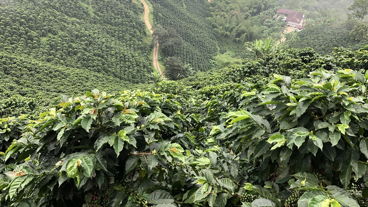 Purchase Gesha Rose Garden coffee with flavors of Strawberry, Papaya, Tea Rose