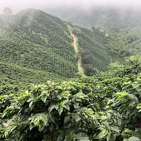 Purchase Gesha Rose Garden coffee with flavors of Strawberry, Papaya, Tea Rose