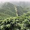 Purchase Gesha Rose Garden coffee with flavors of Strawberry, Papaya, Tea Rose